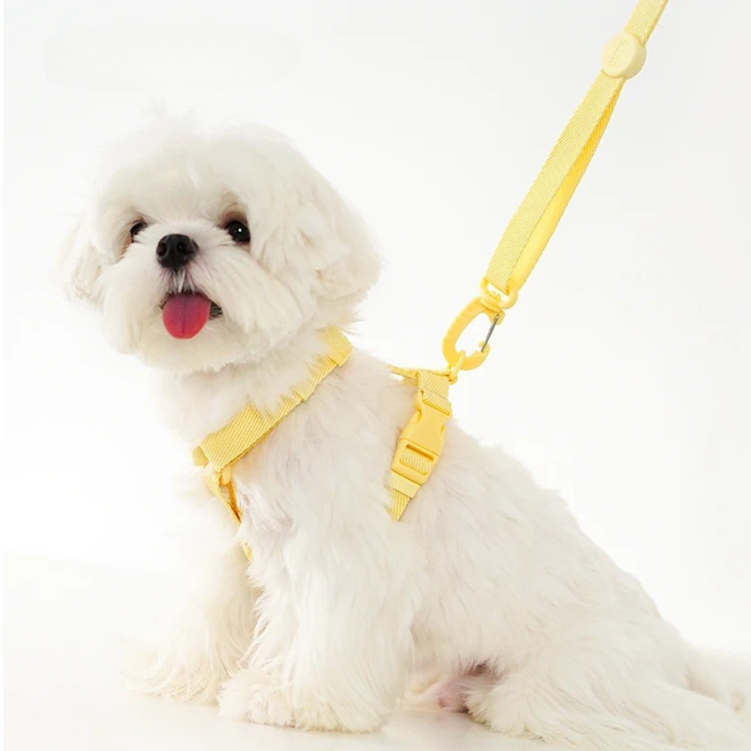 CandyPaws Collection - De Perfecte Set voor Jouw Kleine Vriend
