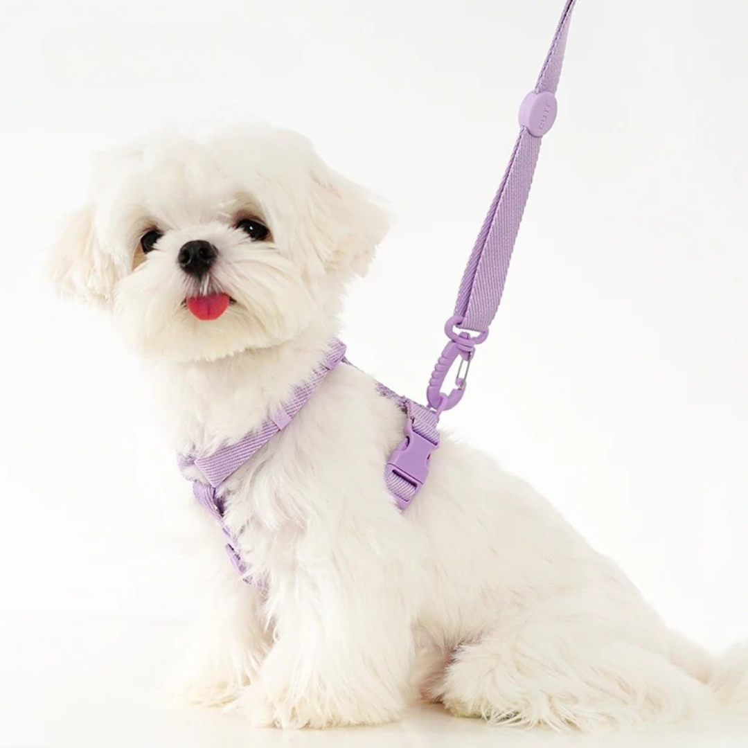 CandyPaws Collection - De Perfecte Set voor Jouw Kleine Vriend