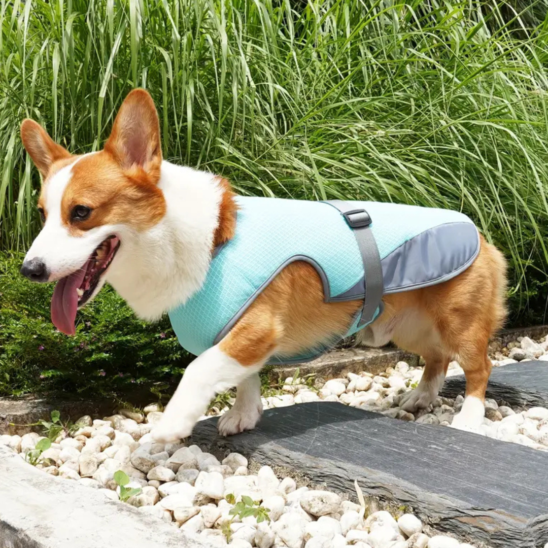CoolPacer – Hét koelvest voor honden met UV-bescherming en ademend mesh
