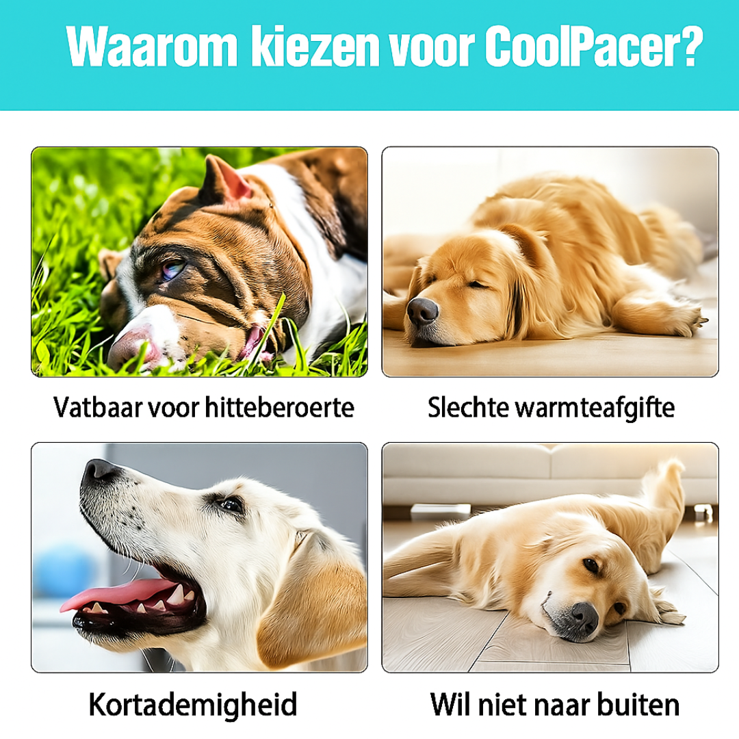 CoolPacer – Hét koelvest voor honden met UV-bescherming en ademend mesh