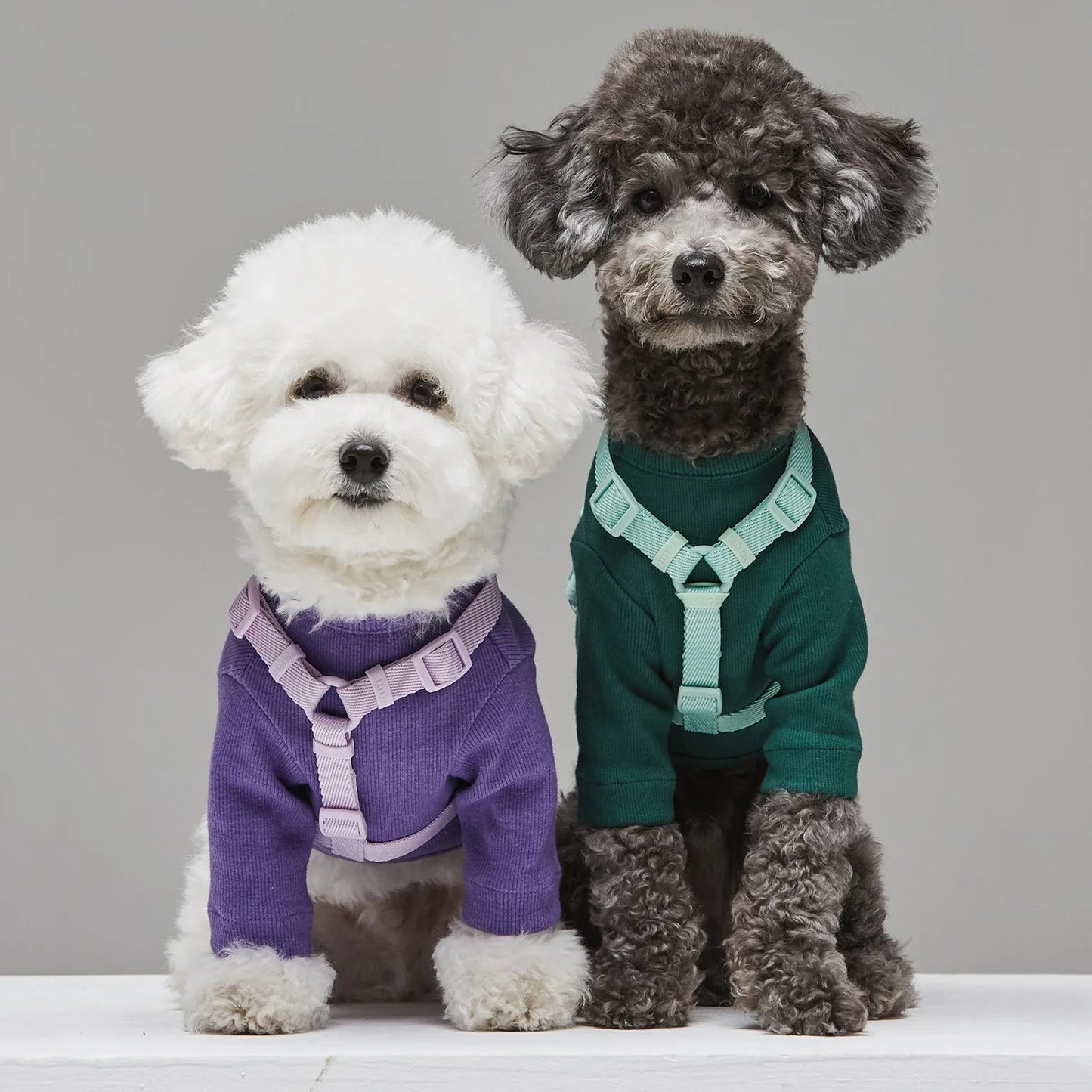 CandyPaws Collection - De Perfecte Set voor Jouw Kleine Vriend