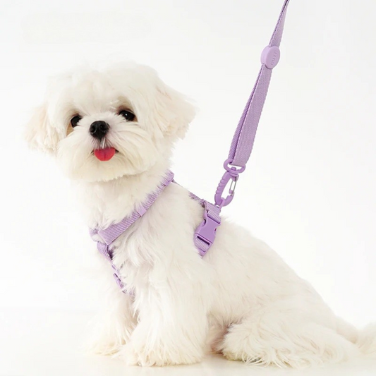 CandyPaws Collection - De Perfecte Set voor Jouw Kleine Vriend